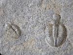Ogyginus corndensis (MURCHISON 1839) - Bild © FossNet FossilienStore